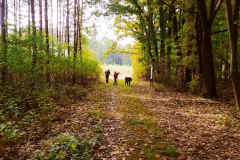 Wycieczka do lasu klas 1 i 2