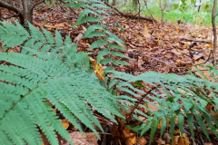 Wycieczka do lasu klas 1 i 2