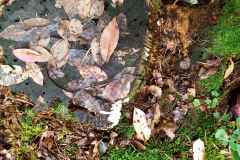 Wycieczka do lasu klas 1 i 2